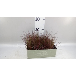 Tillandsia