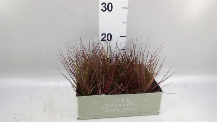 <h4>Tillandsia</h4>
