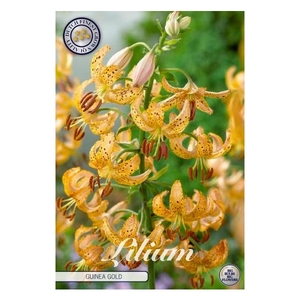 Lilium Martagon Guinea Gold x 1 14/16