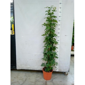 Schefflera arbor. 'Compacta'