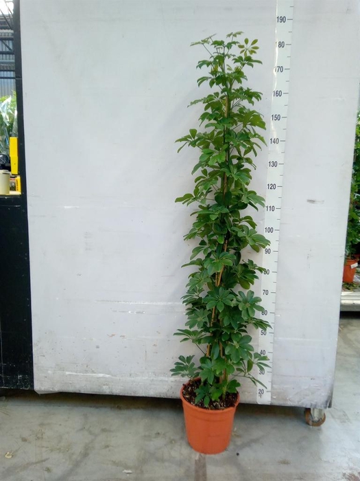 <h4>Schefflera arbor. 'Compacta'</h4>