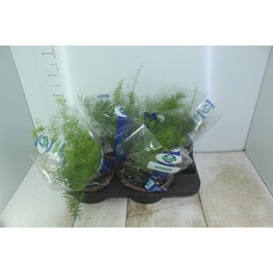 ASPARGO ALFINETE C21