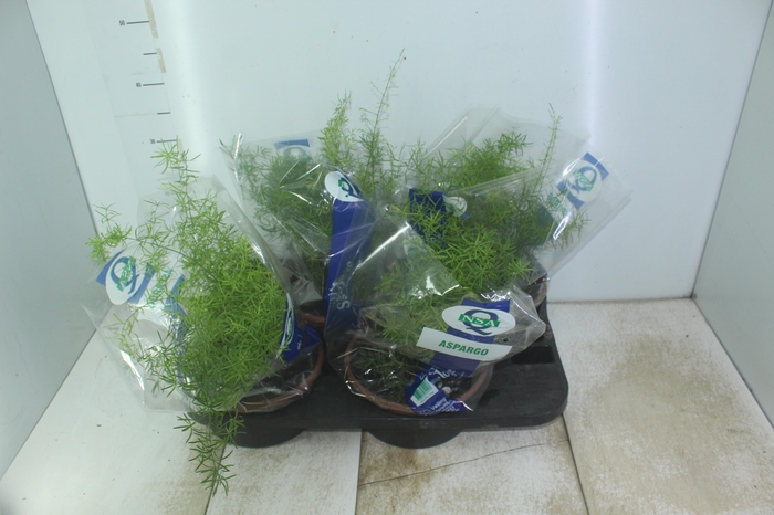 <h4>ASPARGO ALFINETE C21</h4>