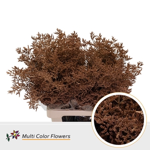 Limonium Caramel