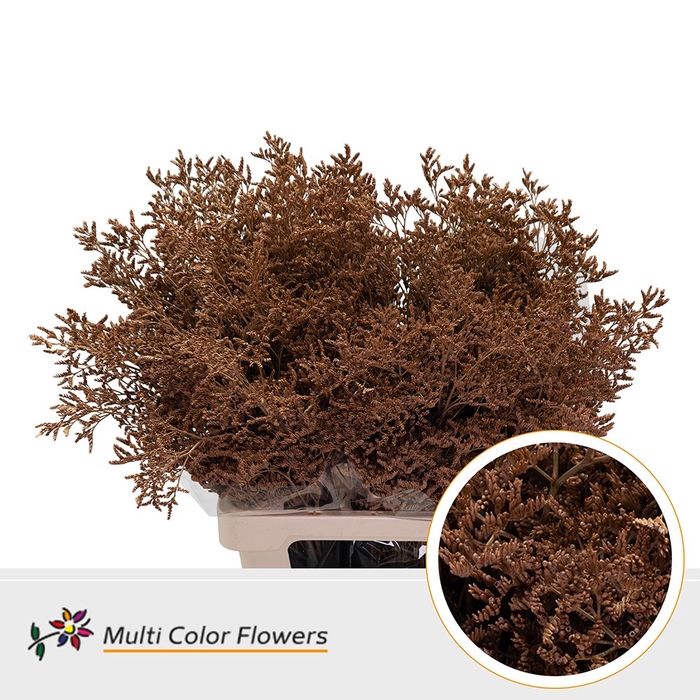 <h4>Limonium Caramel</h4>