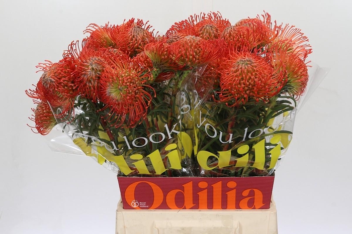 <h4>Nutans Succession</h4>