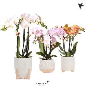 Kolibri Orchids Phalaenopsis mix 3 spike in Desert pot white