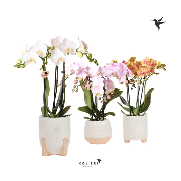 <h4>Kolibri Orchids Phalaenopsis mix 3 spike in Desert pot white</h4>