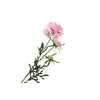 Scabiosa Pink