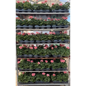 Pelargonium zonale