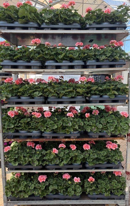 <h4>Pelargonium zonale</h4>