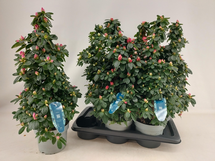 <h4>RHODO SI VOGEL GEM</h4>