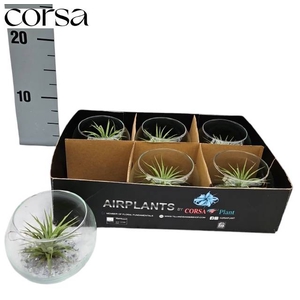 ARR TILLANDSIA