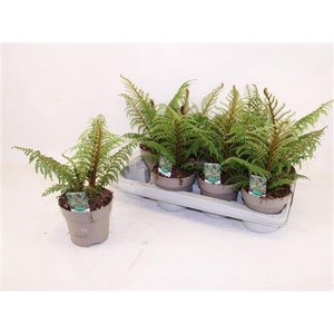 Cyathea Tomentosissi