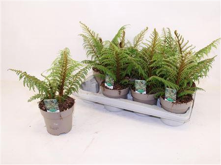 <h4>Cyathea Tomentosissi</h4>