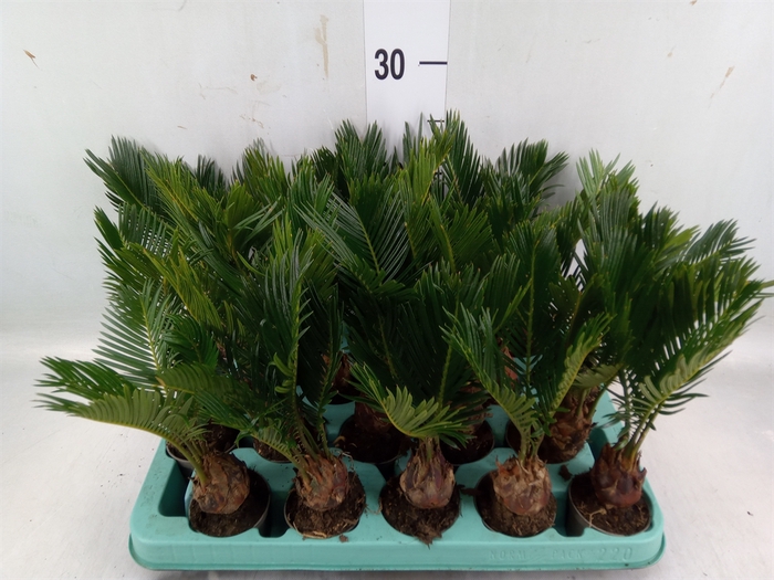 <h4>Cycas revoluta</h4>