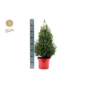 PICEA GL DECEMBER
