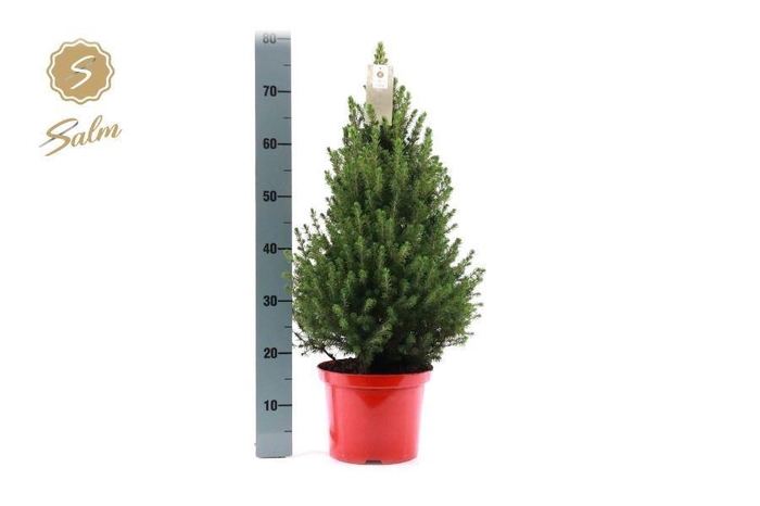 <h4>PICEA GL DECEMBER</h4>