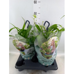 Chlorophytum com. 'Green Bonnie'