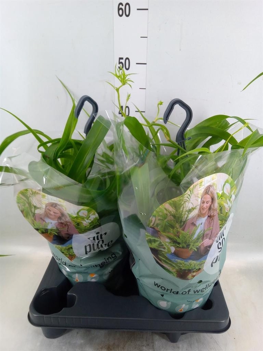 <h4>Chlorophytum com. 'Green Bonnie'</h4>