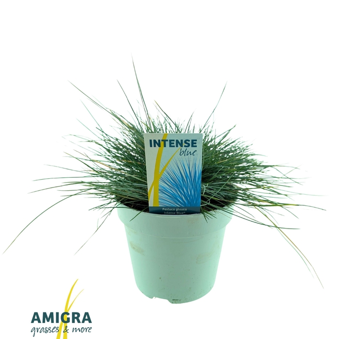 <h4>Festuca glauca Intense Blue®</h4>