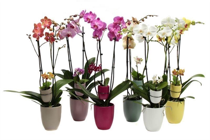 <h4>Hugo Paradise Mix Phal Mix 2T+ Tiny Dolls 1T</h4>
