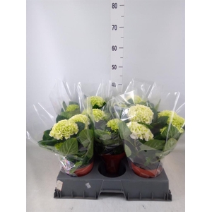 Hydrangea mac.   ...