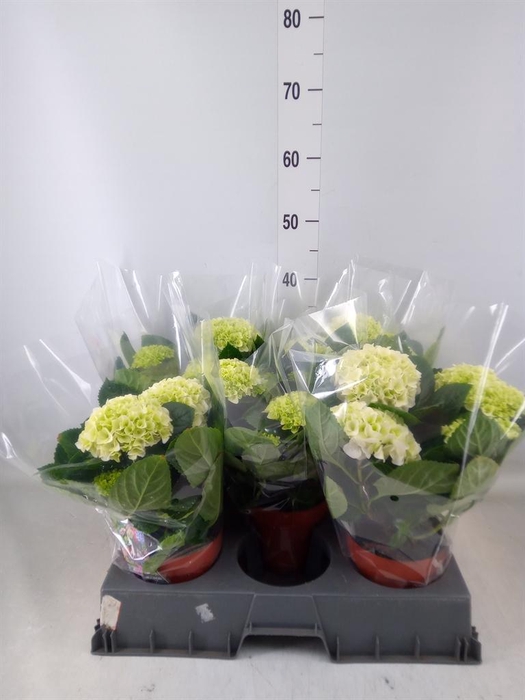 <h4>Hydrangea mac. ...</h4>