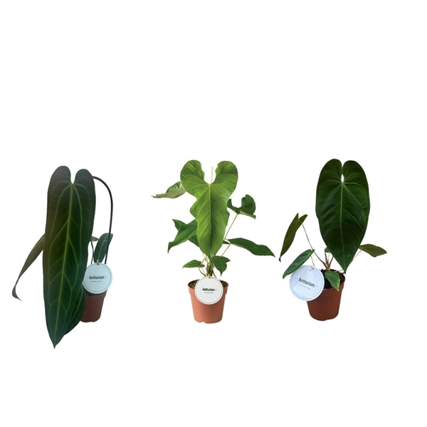 <h4>Anthurium Mix Hoog</h4>