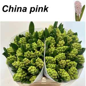 Hyac China Pink