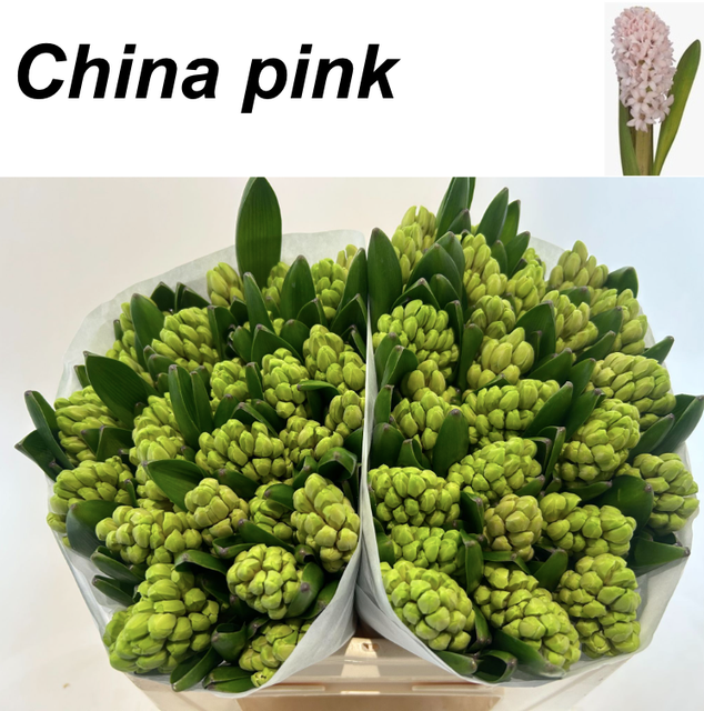 <h4>Hyac China Pink</h4>