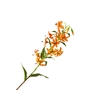 Lilium Botanical Orange