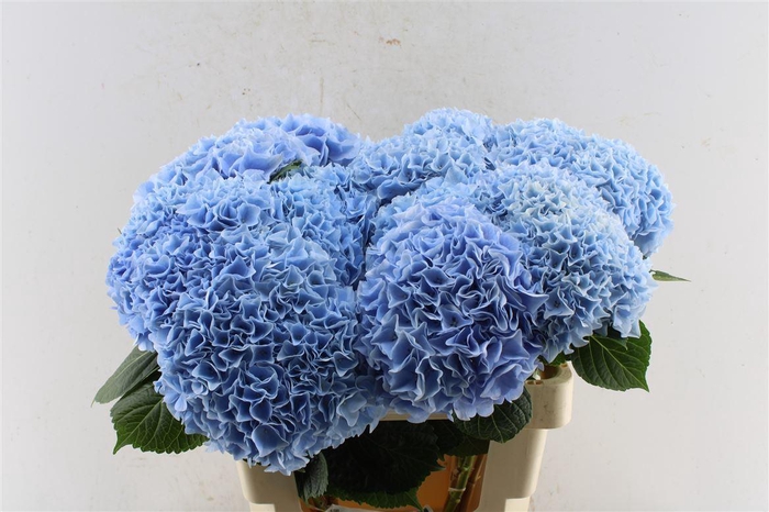 <h4>Hydr M Mag Pi Floyd Blue</h4>