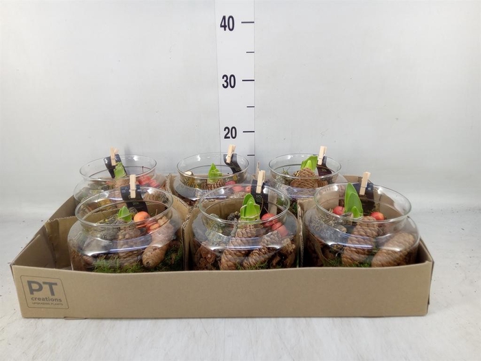 <h4>Arr.  Hippeastrum  L%</h4>