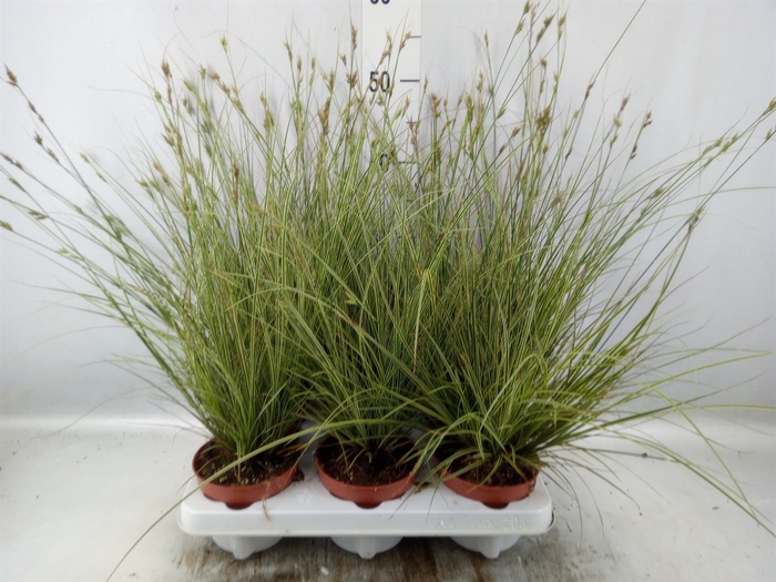 <h4>Carex brunnea 'Jubilo'</h4>