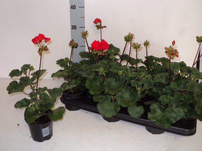 <h4>PEL ZON SA RED</h4>