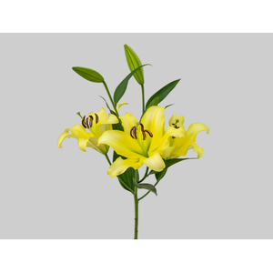 LIRIO ORIENTAL BELLVILLE 090 CM HT