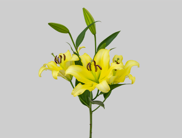 <h4>LIRIO ORIENTAL BELLVILLE 090 CM HT</h4>