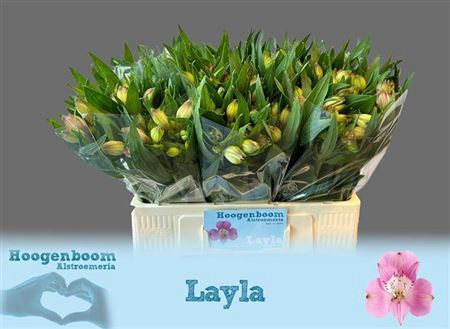 <h4>Alstr Layla 40 Gram 60cm</h4>