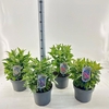 Buddleja Butterfly Candy Gemengd