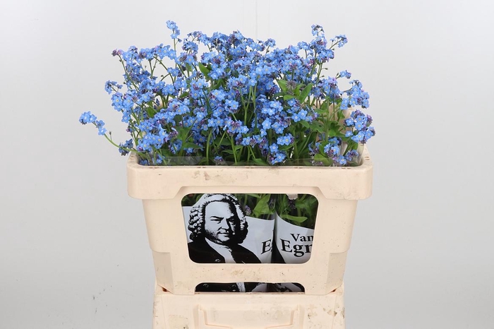 <h4>Myos Al Blue Memory</h4>