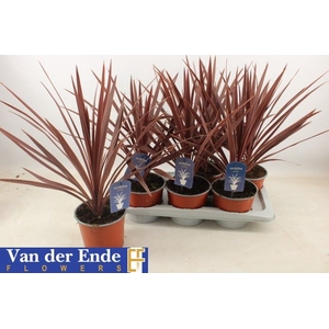 CORD AUS RED STAR