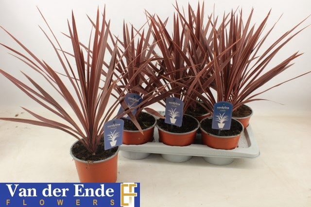 <h4>CORD AUS RED STAR</h4>