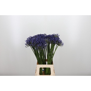Agapanthus Dr.brouwer