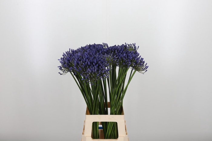 <h4>Agapanthus Dr.brouwer</h4>