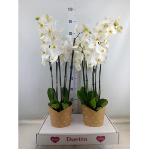 Phalaenopsis  'Ant Oxford'