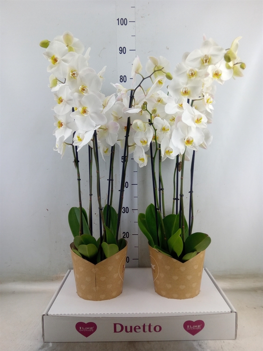 <h4>Phalaenopsis  'Ant Oxford'</h4>