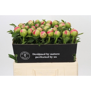 Paeonia Coral Sunset