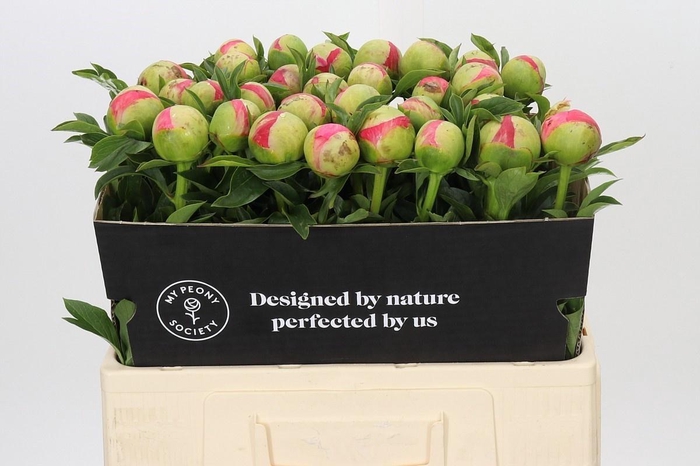 <h4>Paeonia Coral Sunset</h4>