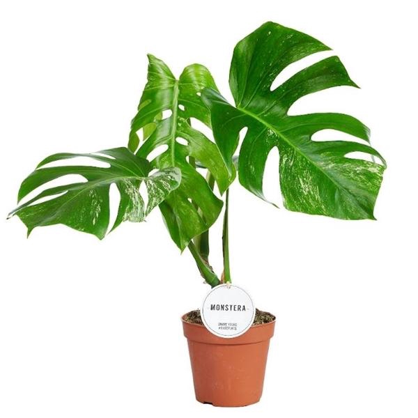 <h4>Monstera deliciosa 'Variegata'</h4>